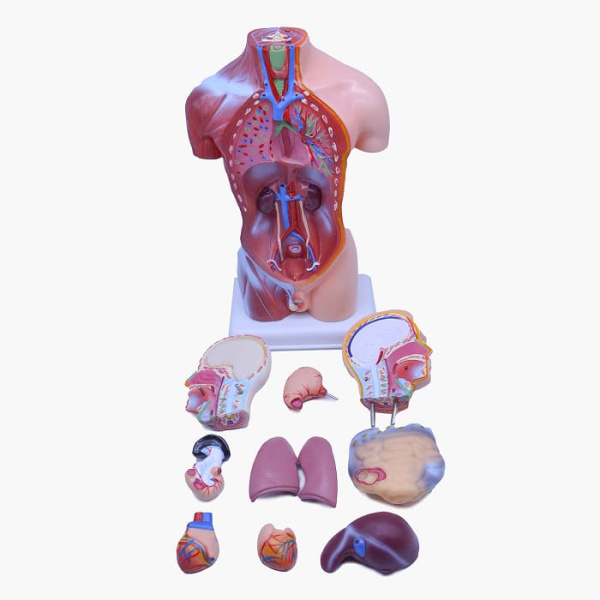 Модель «Торс человека» (разборная) Модель «Торс человека» (разборная)